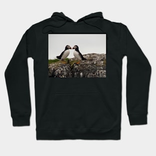 Loving Puffins Hoodie